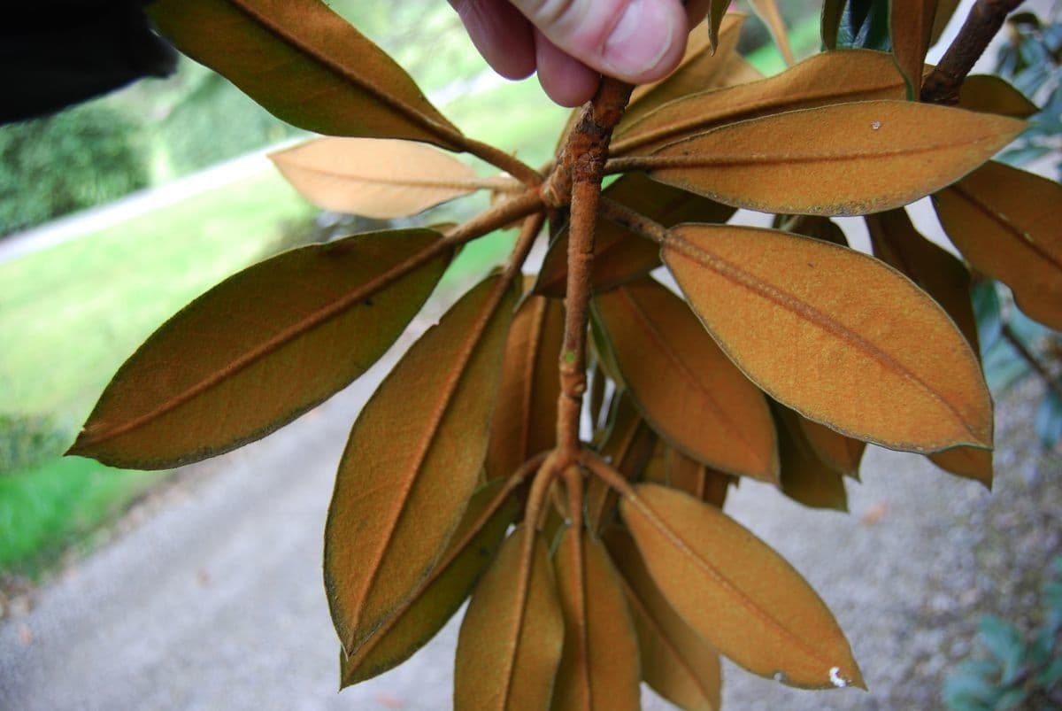 Rododendron Bureava 20