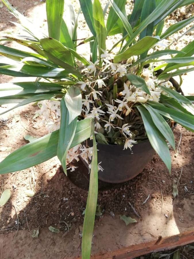 Coelogyne flaccida 3