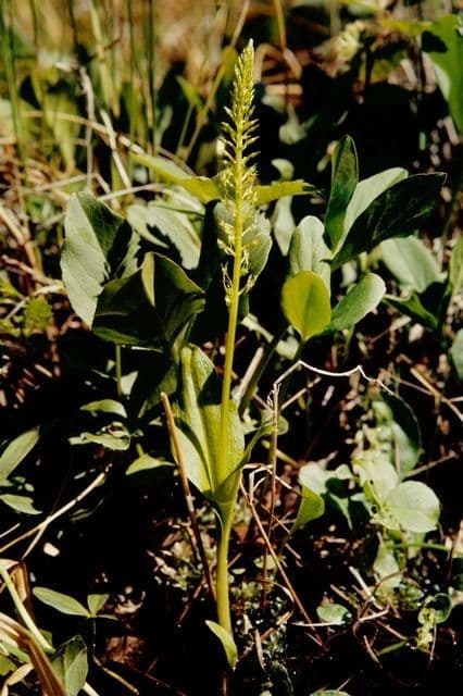 Malaxis monophylla 9