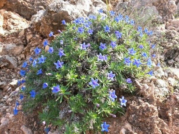 Erba perla arbustiva 14