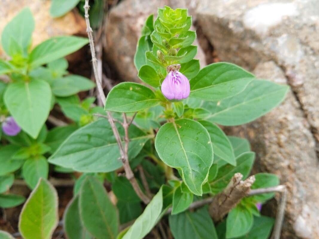 Akanthius diplopteroidny 3