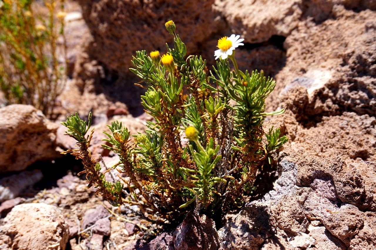 Diplostephium