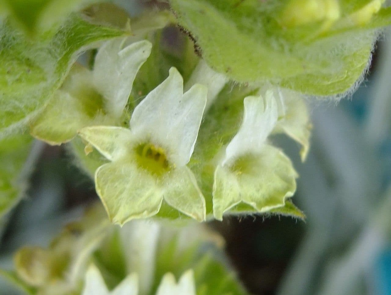 Sideritis syriaca 10