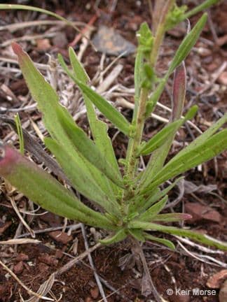 Hemizonia zoskupená 16