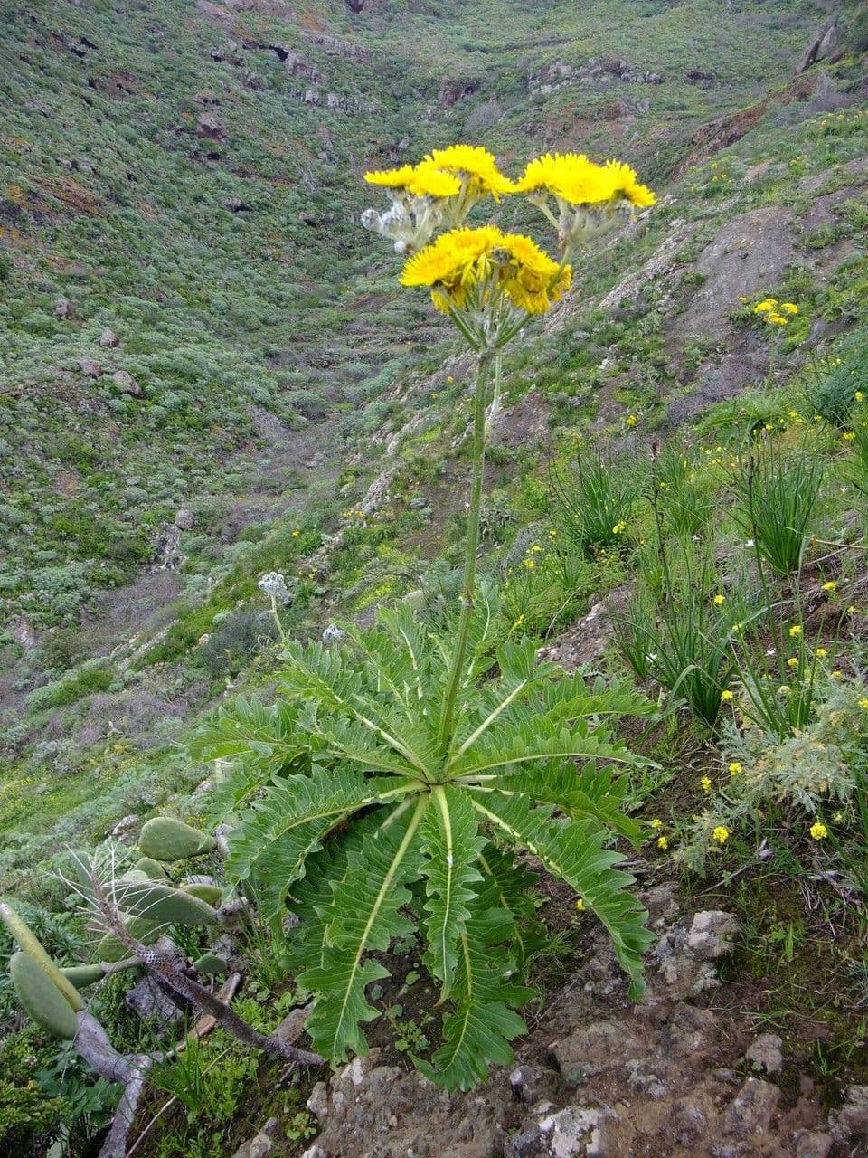 Cerrajón 11