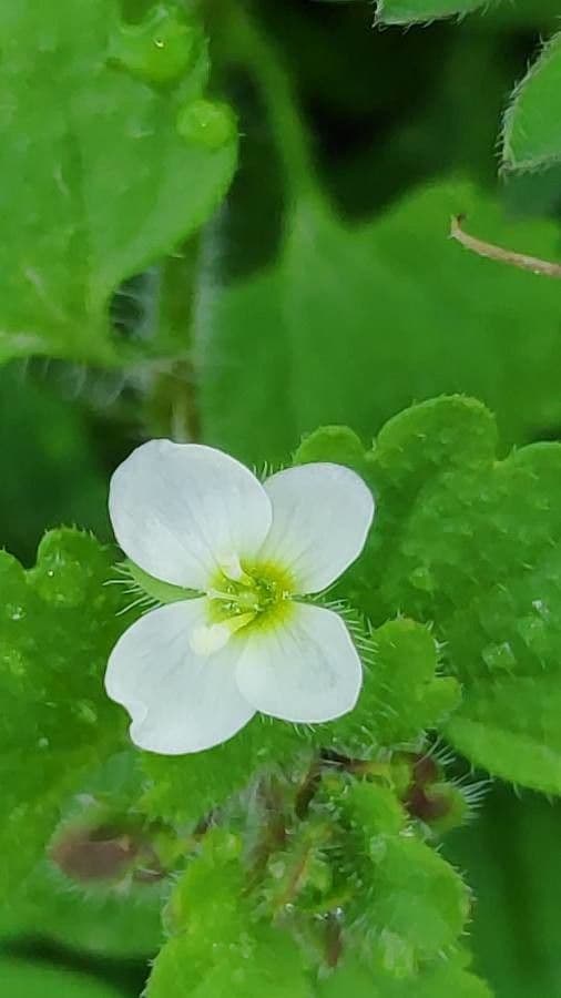 Veronica cymbalaria 7