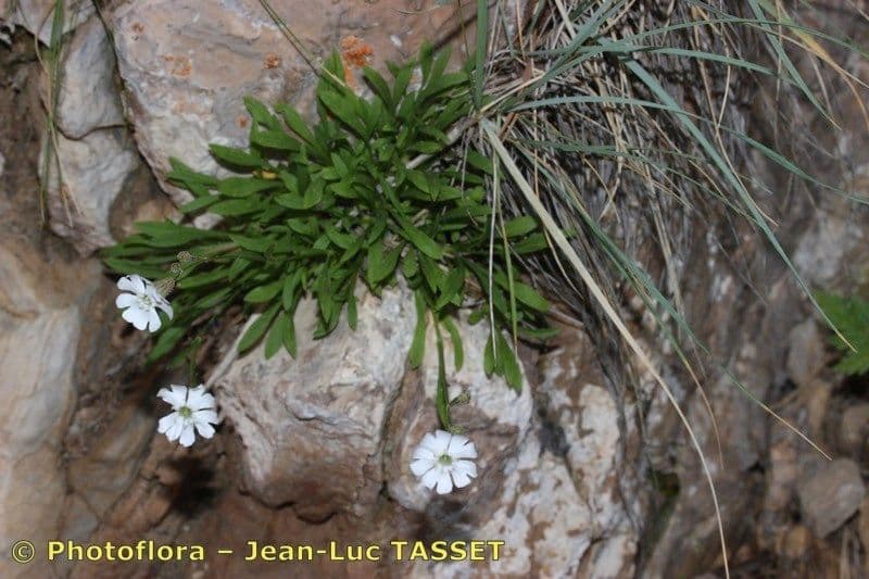 Silene 7