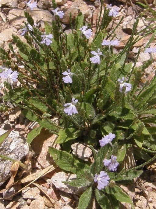 Scaglia viola 9