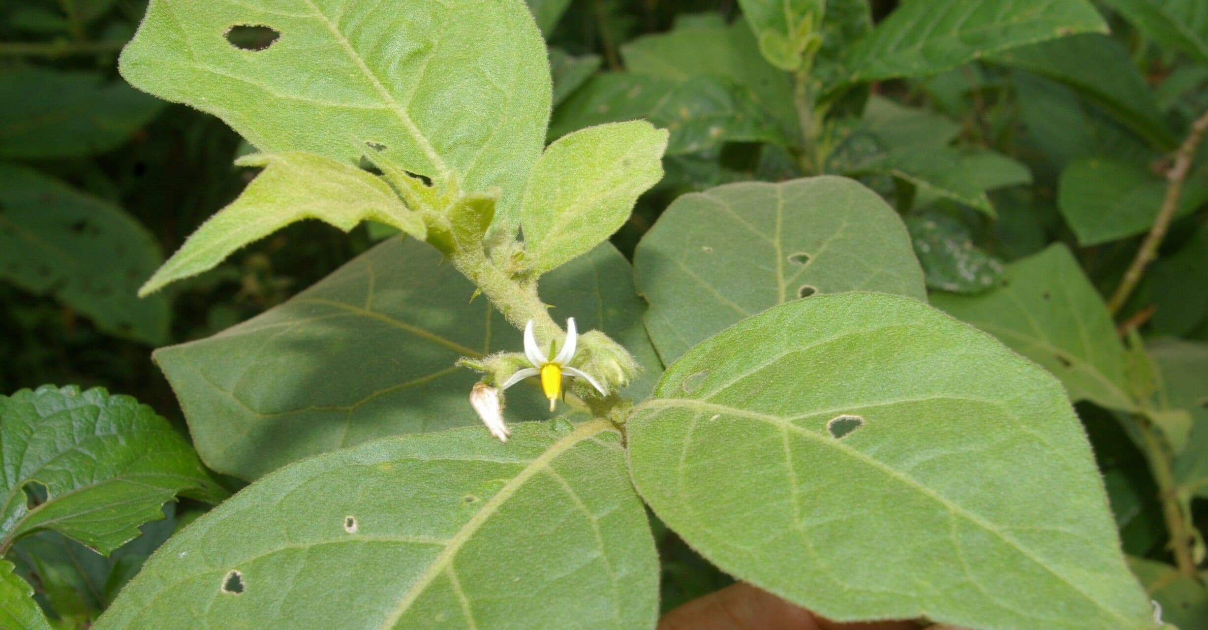 Solano giamaicano 9