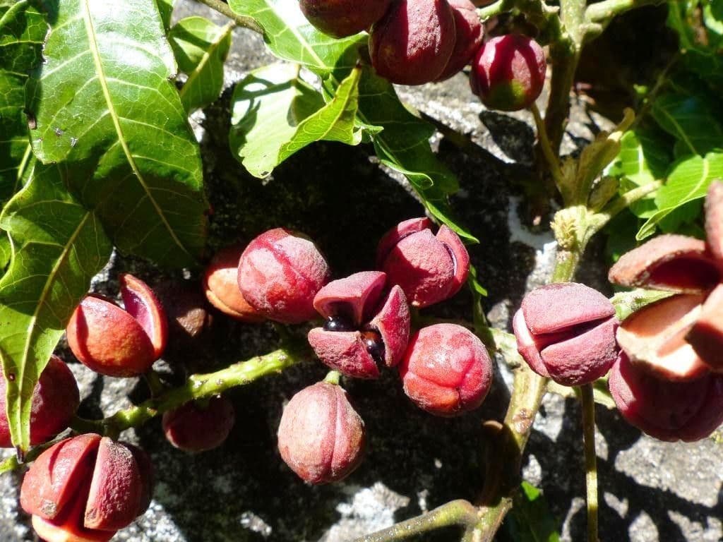 Elattostachys 3
