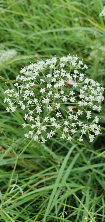 Falcaria 8