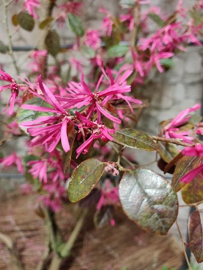Loropetalum cinese 7