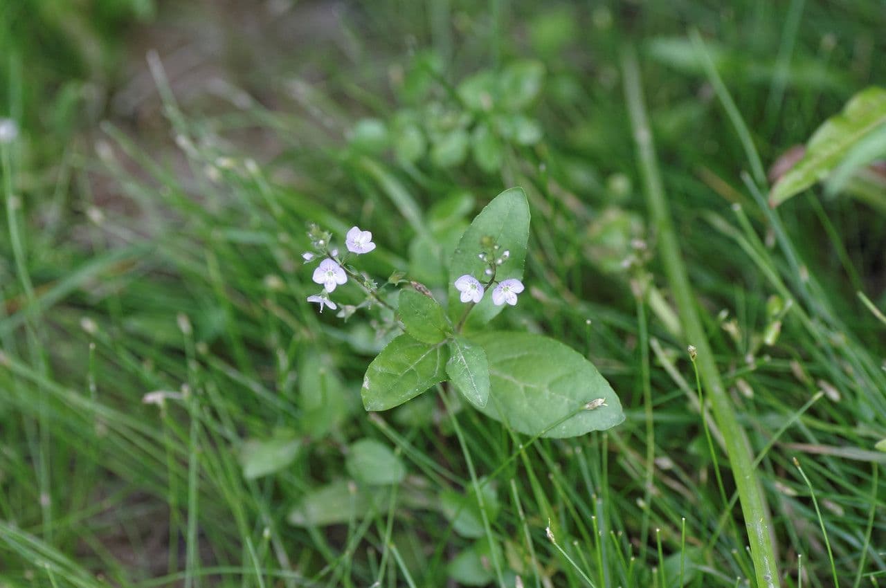 Veronica acquatica 13