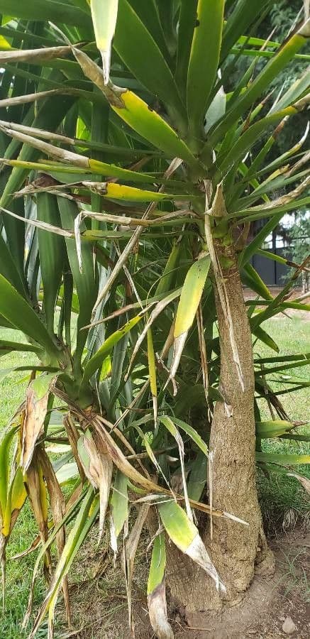 Dracena 12