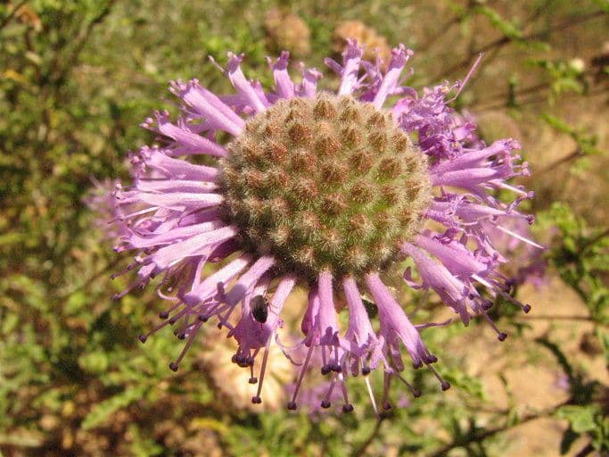 Monardella ondulata 2