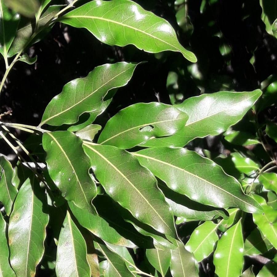Lepidocupania 11