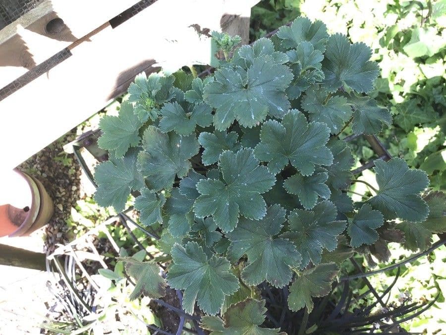Alchemilla 3