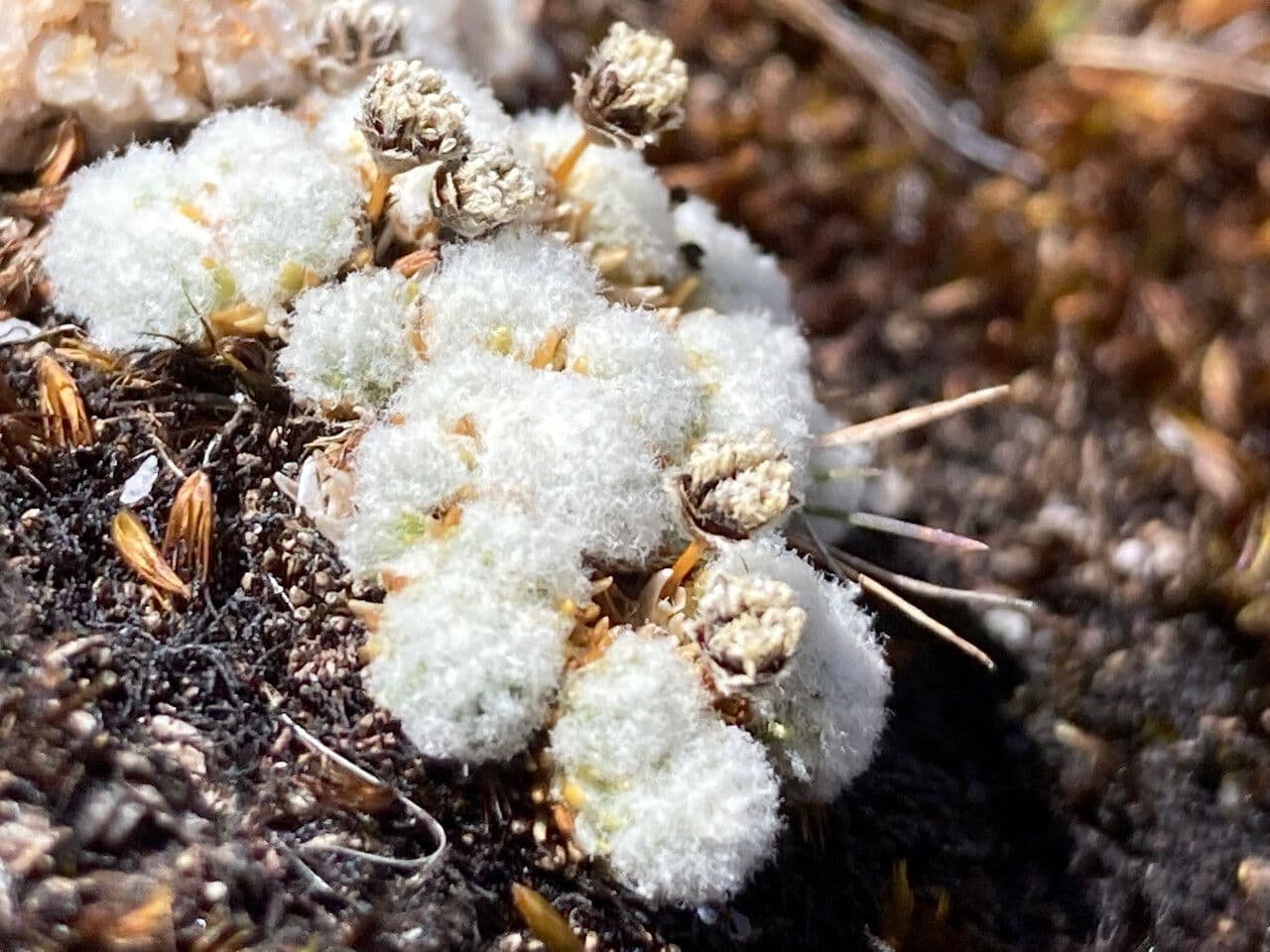 Paepalanthus 4