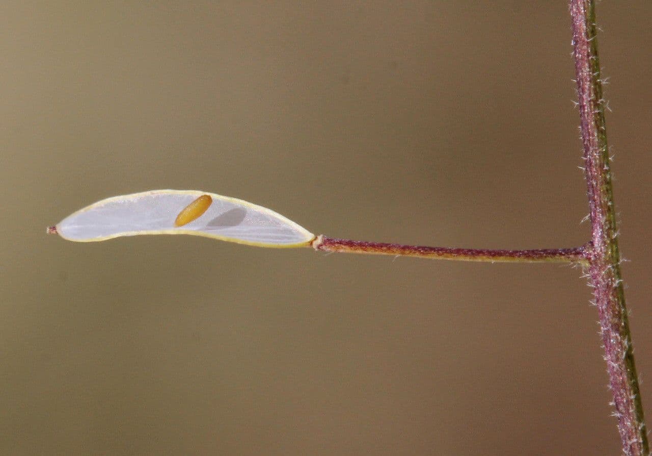 Draba murale 2