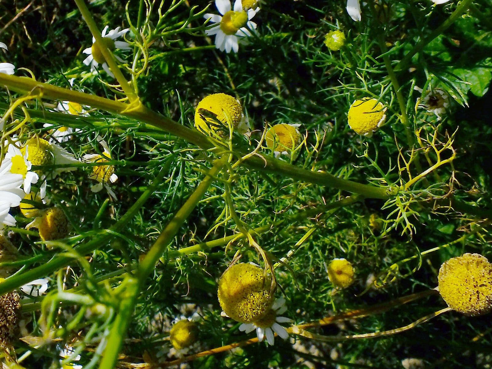 Scentless mayweed 20