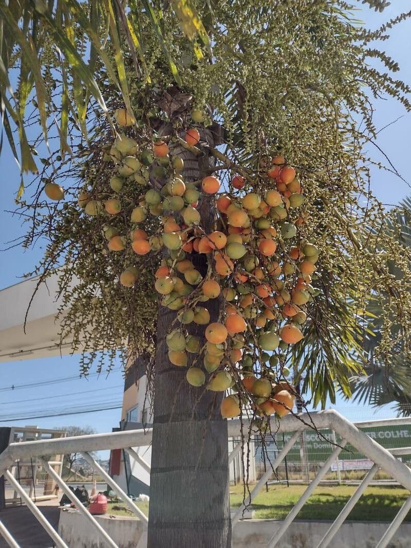 Palma di Giriba 5