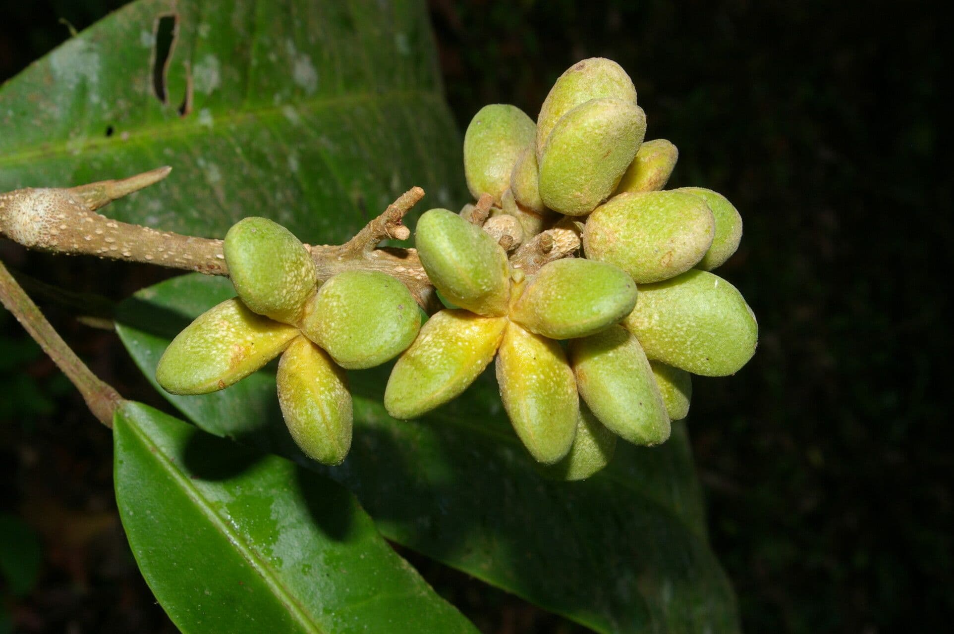 Conchocarpus 3