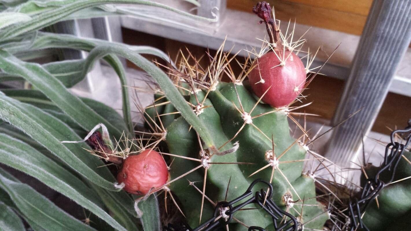 Cactus calice di rosa