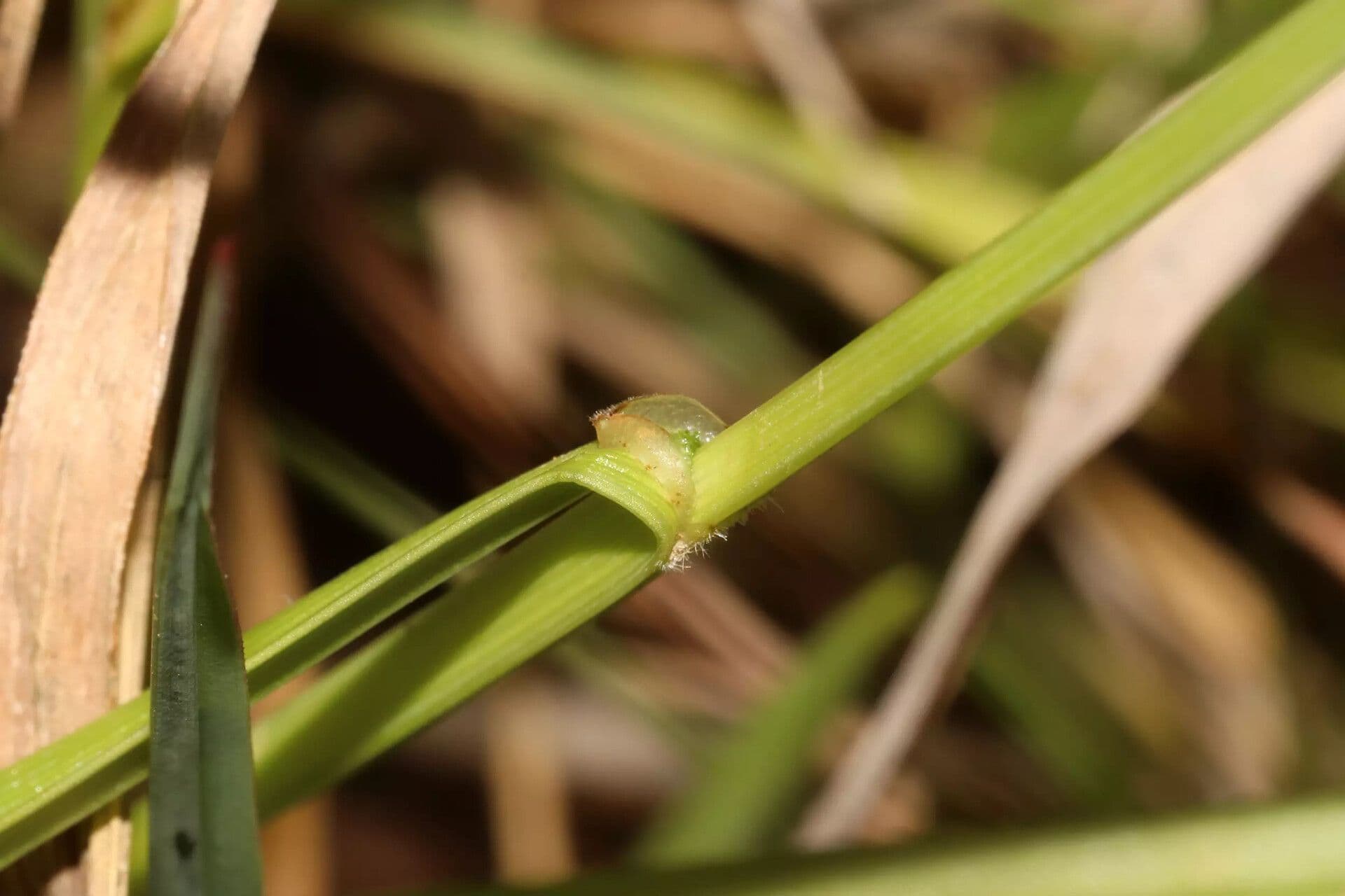 Fuirena pubescens 12