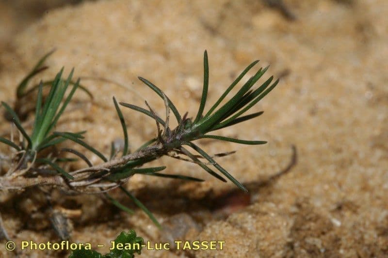 Minuartia setacea 15