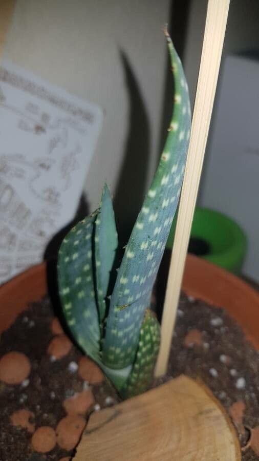 Aloe 2