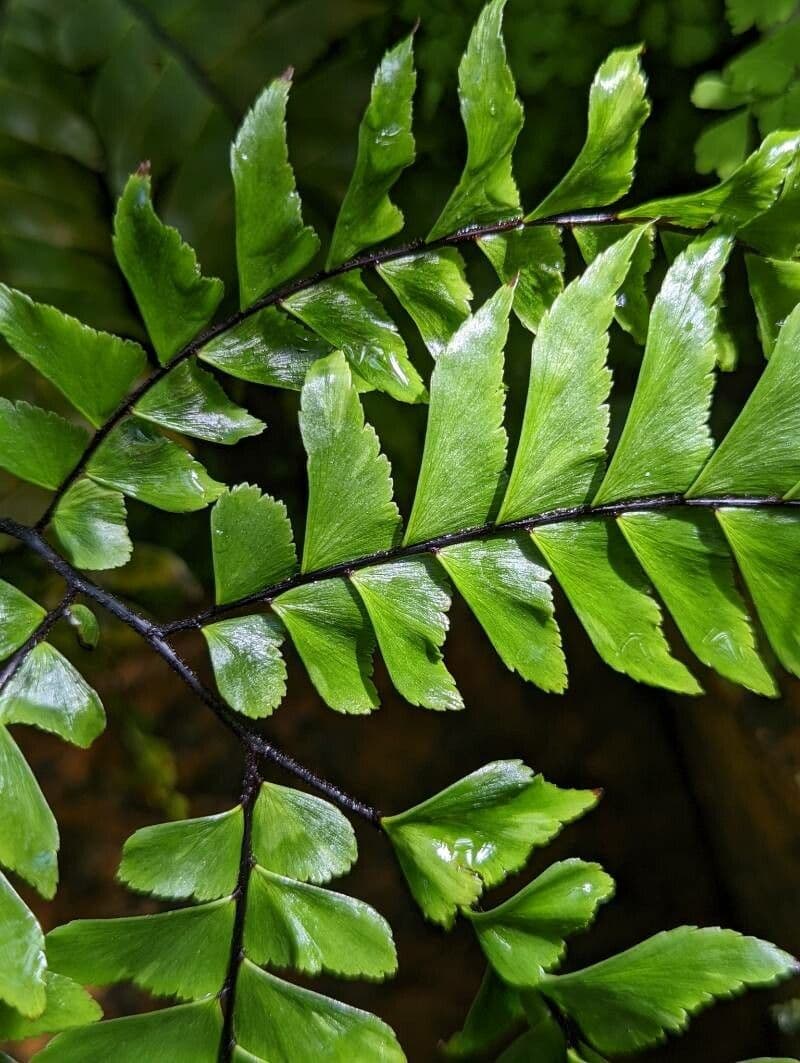 Adiantum štvorlisté 7