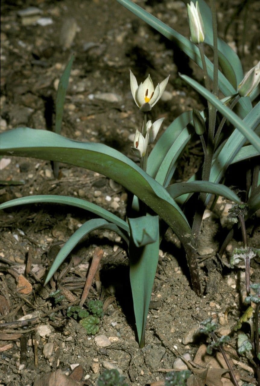 Tulip 6