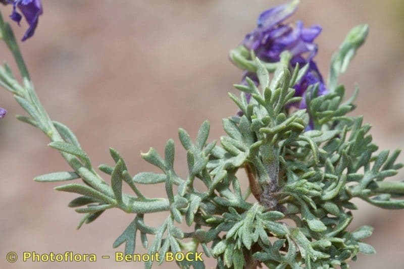 Margaritella 7