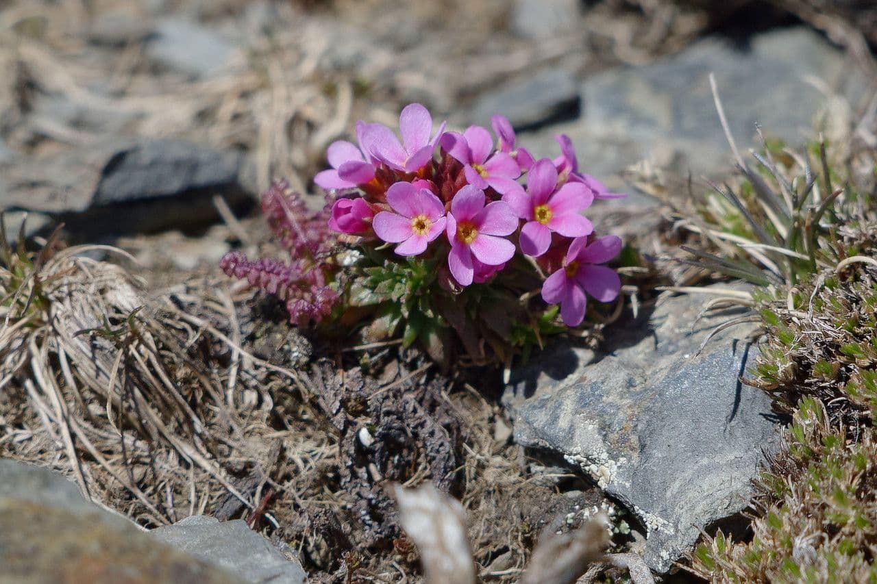 Androsace di Haller 5
