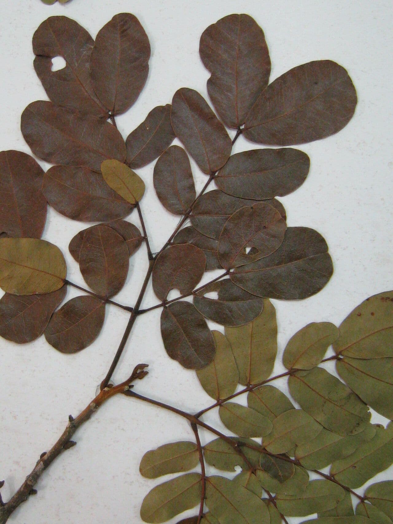Jupunba 8