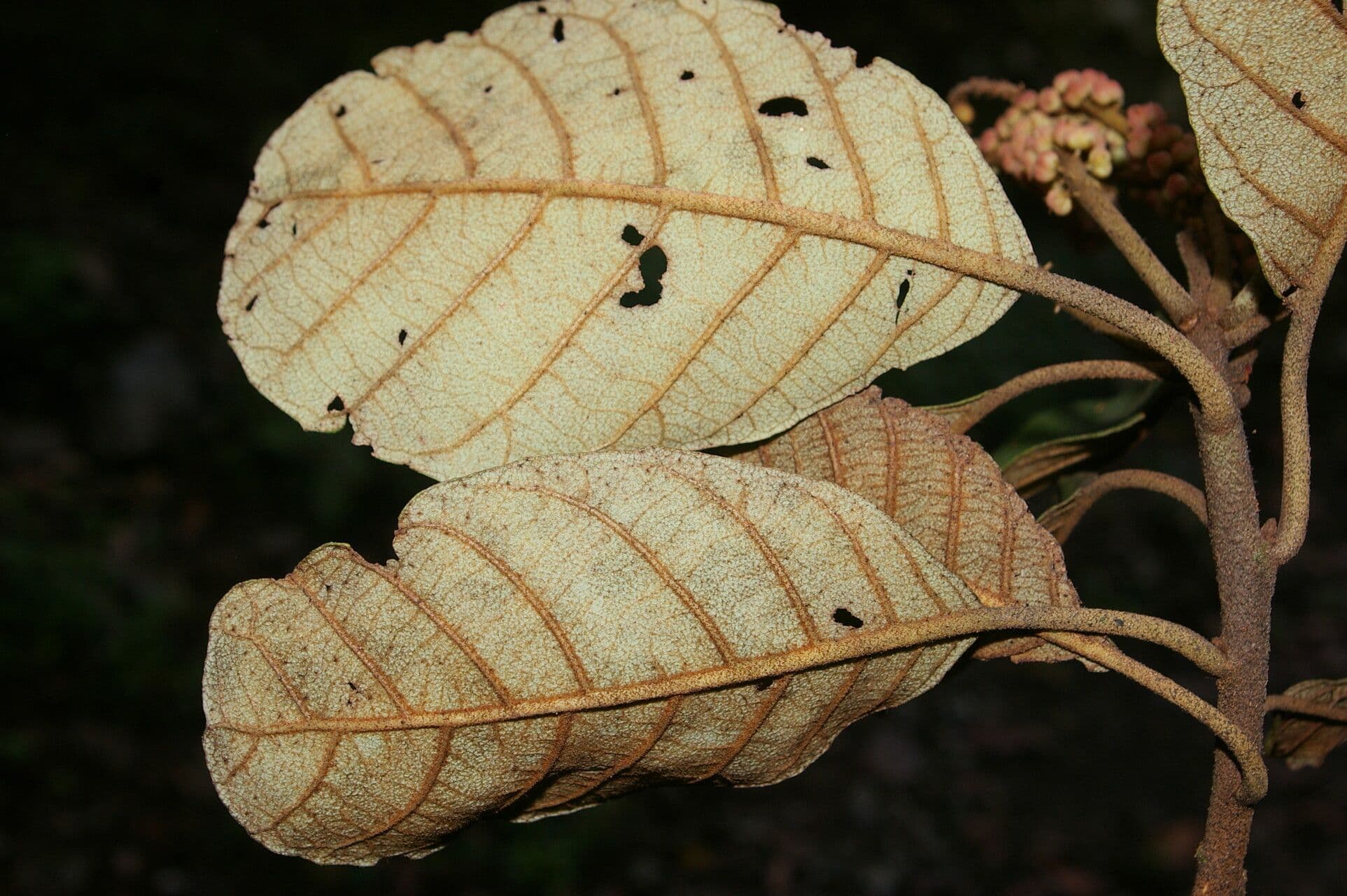 Clethra 8