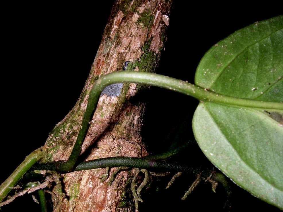 Anthurium 10