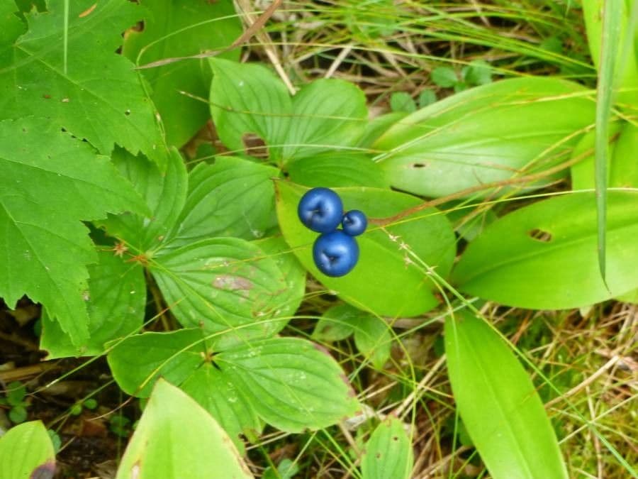 Clintonia boreale 3