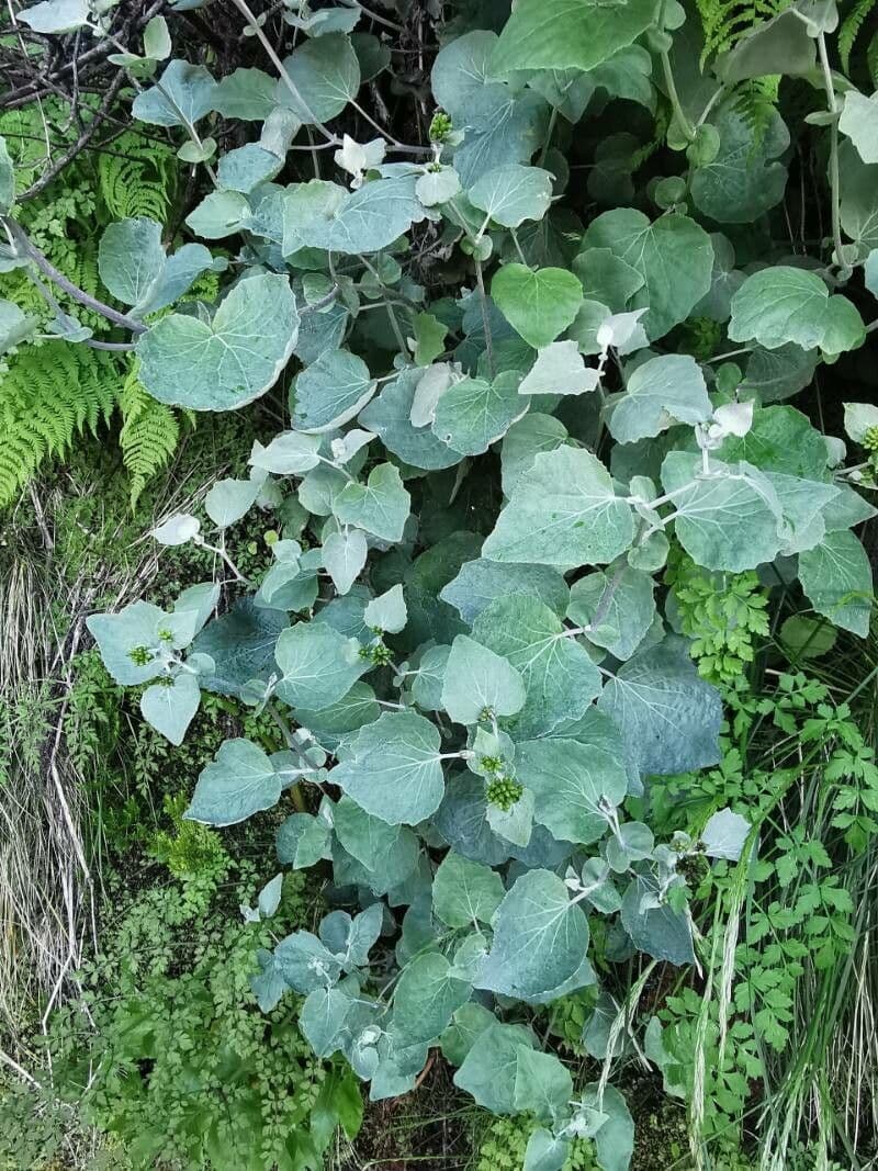 Pericallis 8