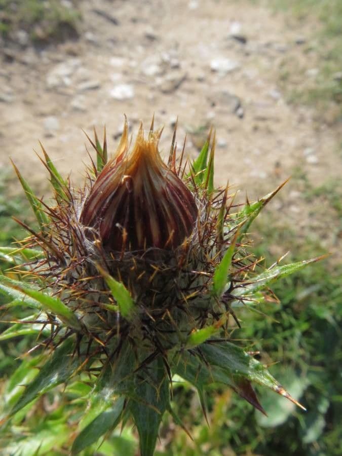 Carlina comune 4
