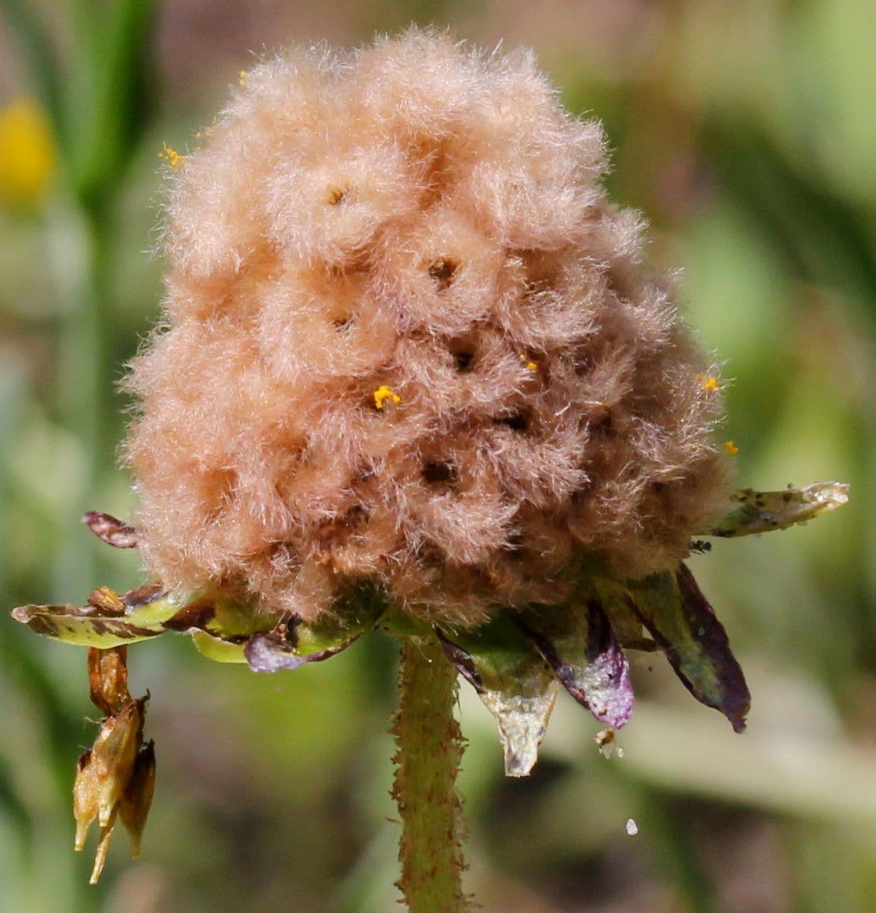 Kapringelblume