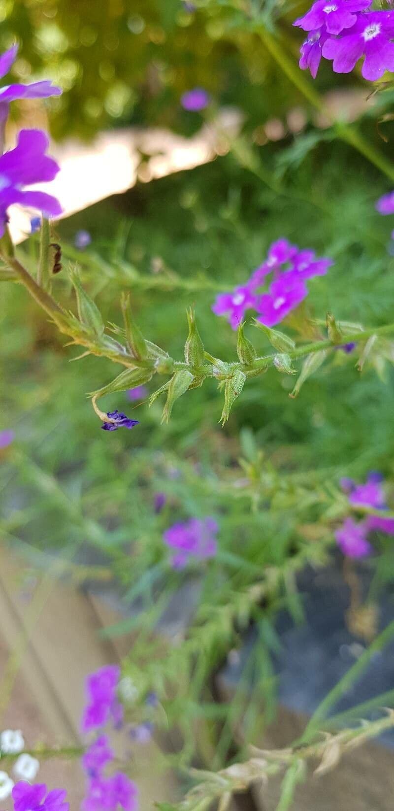 Verbena rigida 4