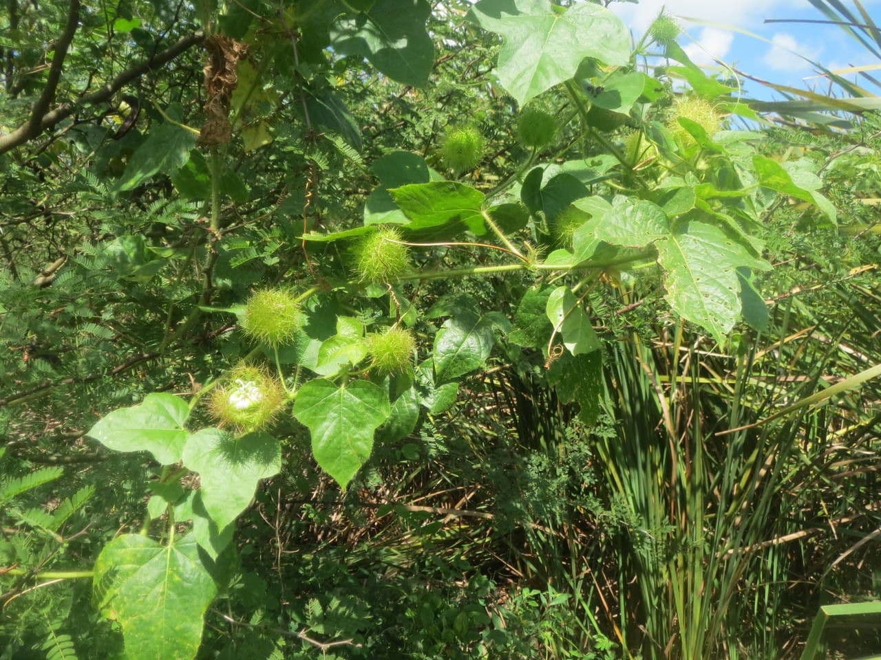 Passiflora fetida 15