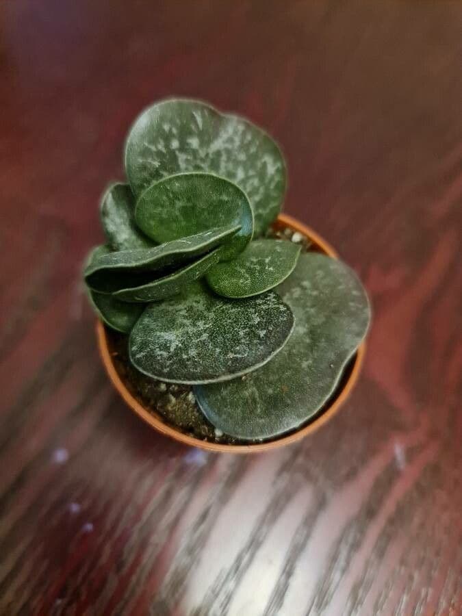 Adromischus 4