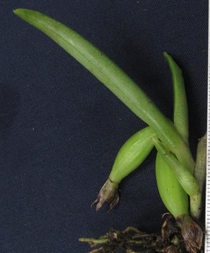 Epidendrum 2