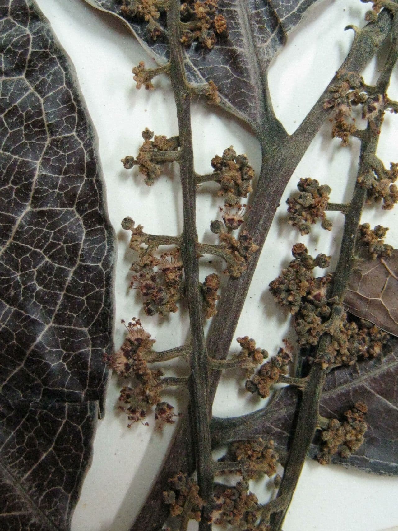 Matayba guianensis 5