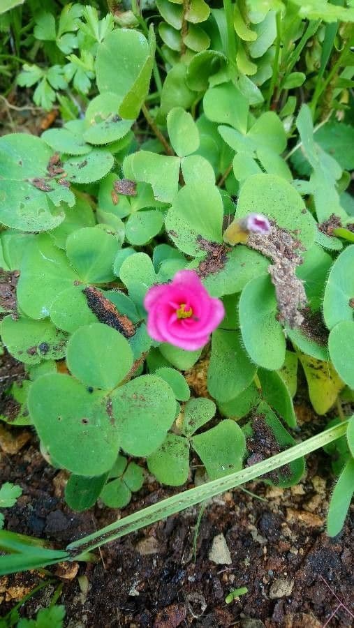 Oxalis pourpre 3