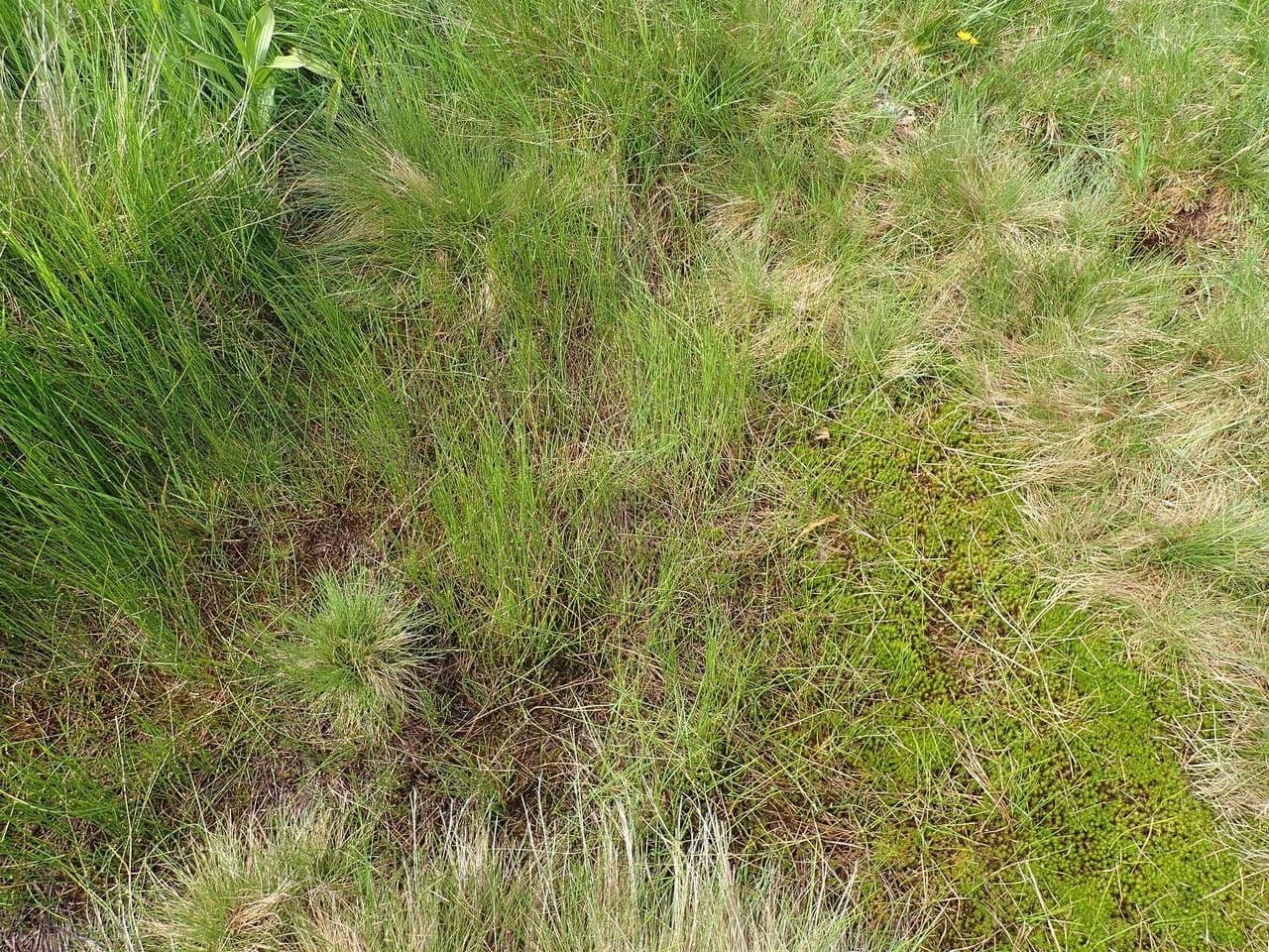 Giunco filiforme 14