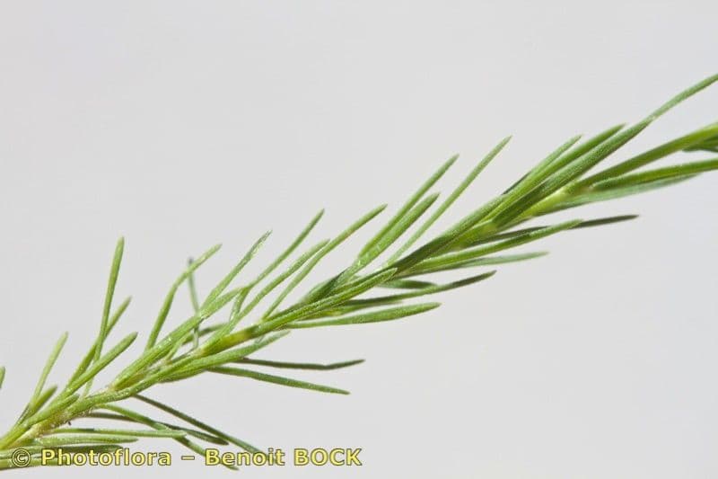 Linum