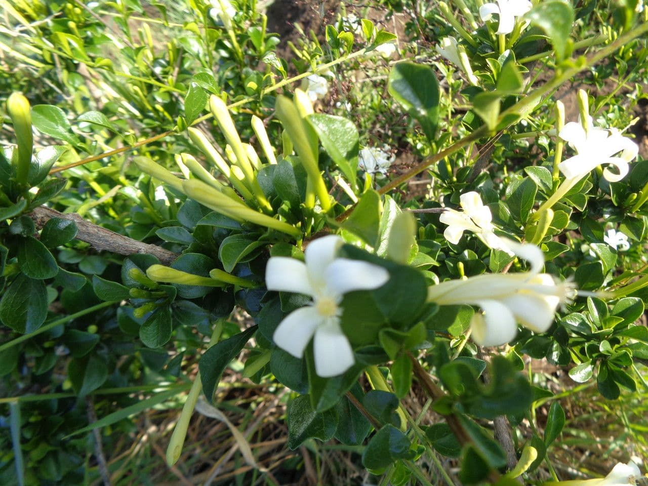 Turraea 9